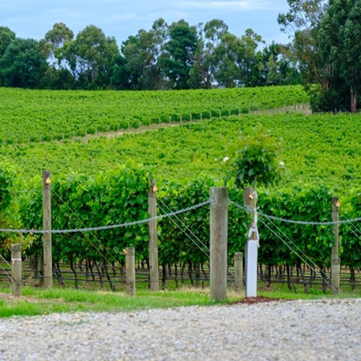 Wine Tours Yarra Valley